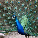 Pfau mit blauen Federn stellt Schmuckfedern zu einem Rad auf