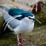 Erwachsener Nachtreiher steht im Wasser