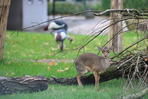 Im Vordergrund steht ein DikDik auf einer grünen Wiese neben einem Stapel von Ästen, im Hintergrund stehen zwei Kronenkraniche