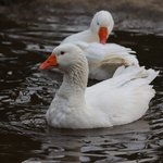 Zwei Lippegänse schwimmen auf einem Teich