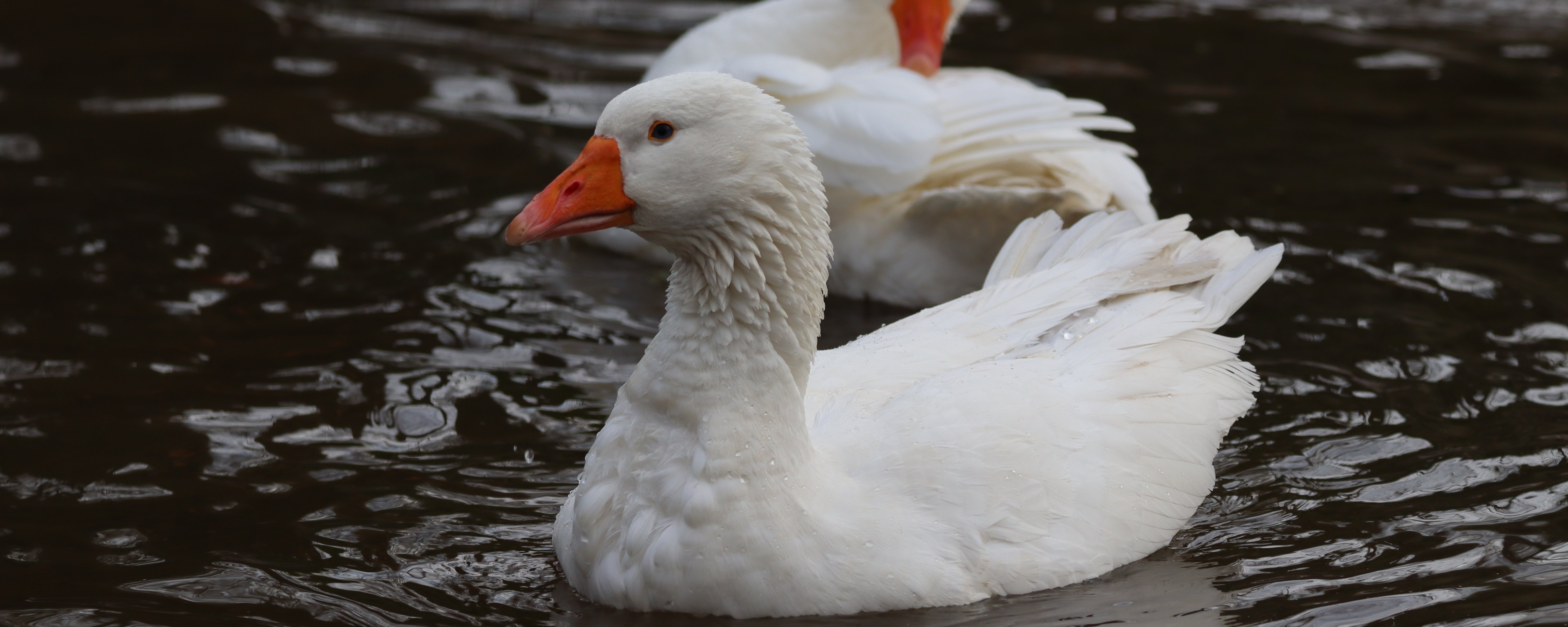 Zwei Lippegänse schwimmen auf einem Teich