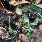 Rosenkäfer sitzt auf grünen Blättern mit Erde im Hintergrund