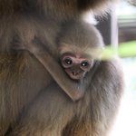 Weißhandgibbon Jungtier kuschelt sich an Bauch der Mutter