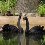 Pärchen Trauerschwäne im Wasser