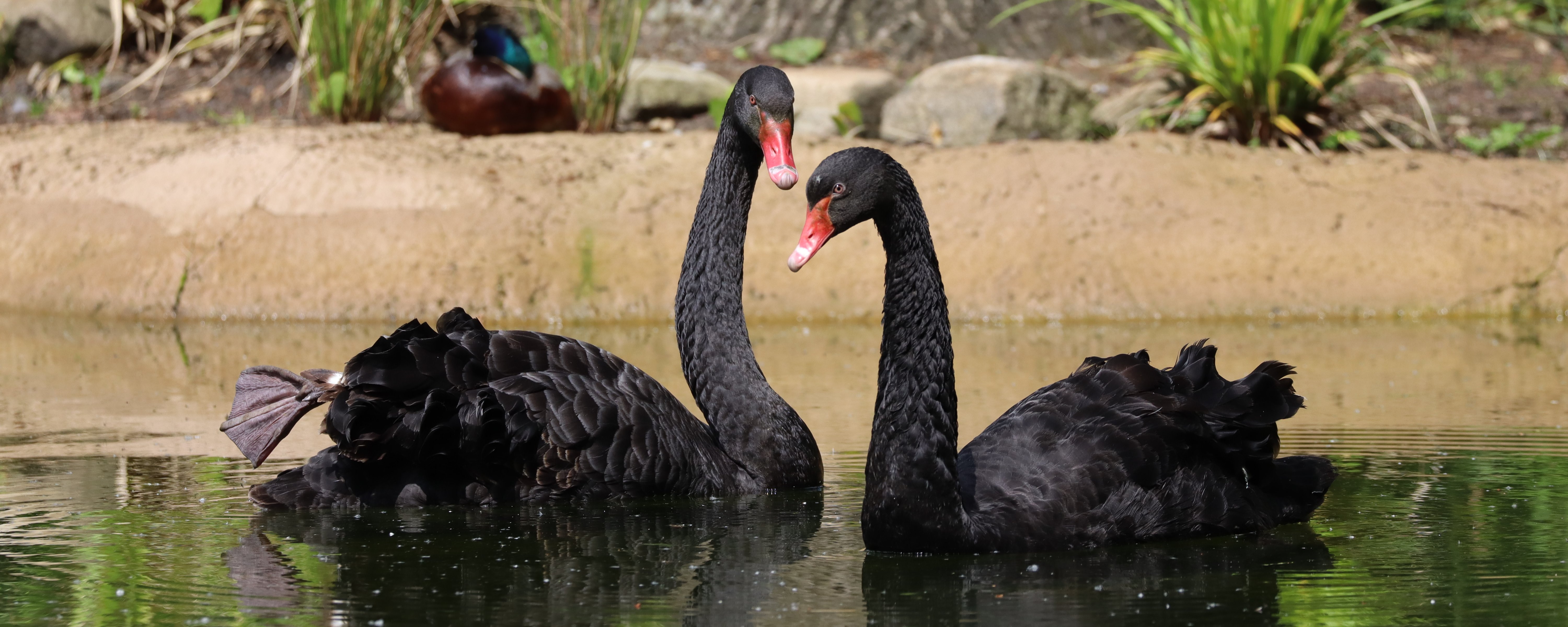 Pärchen Trauerschwäne im Wasser