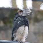Trompeterhornvogel sitzt auf Stange vor Mauer