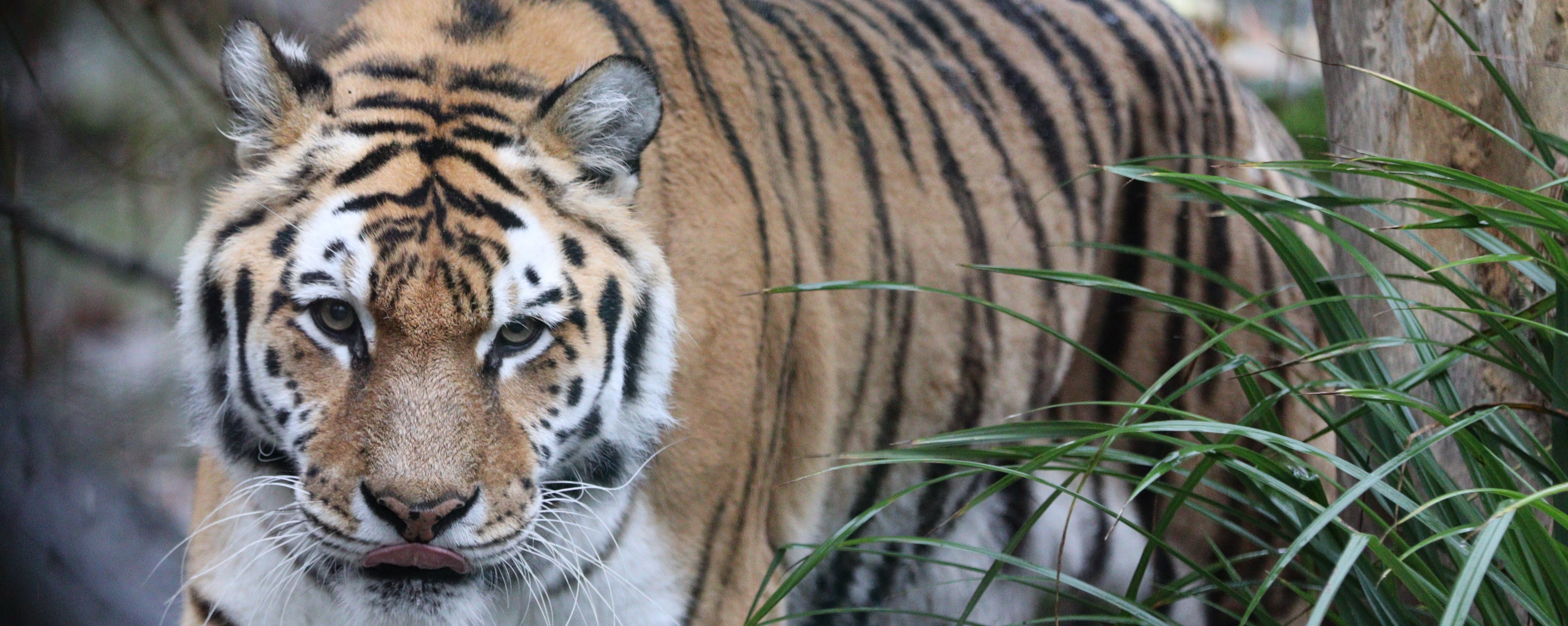 Tiger läuft an Busch vorbei