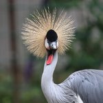 Ein Kronenkranich guckt in die Kamera