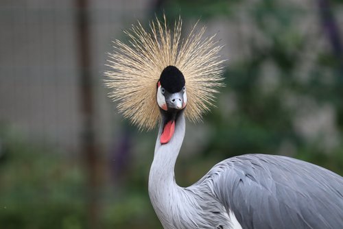 Ein Kronenkranich guckt in die Kamera