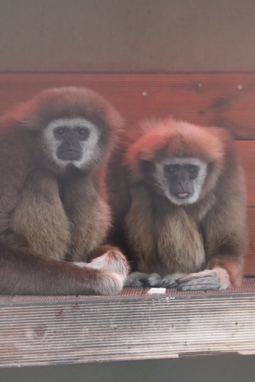 Zwei Weißhandgibbon sitzen kuschelnd unter einer roten Wärmelampe 