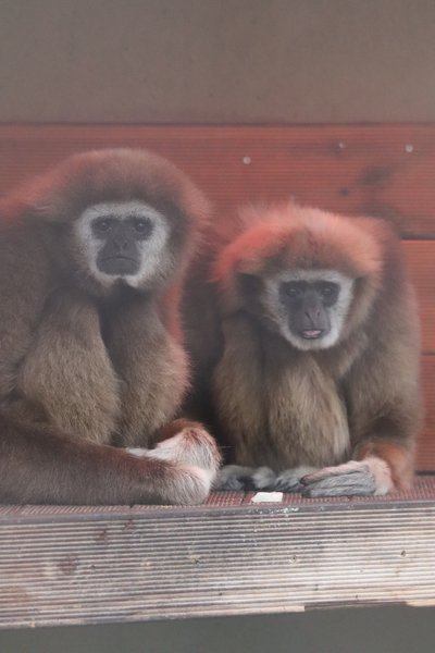 Zwei Weißhandgibbon sitzen kuschelnd unter einer roten Wärmelampe 