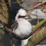 Lachender Hans sitzt auf einem Ast