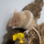 Farbmaus mit hellbraunem Fell sitzt auf Holzstamm