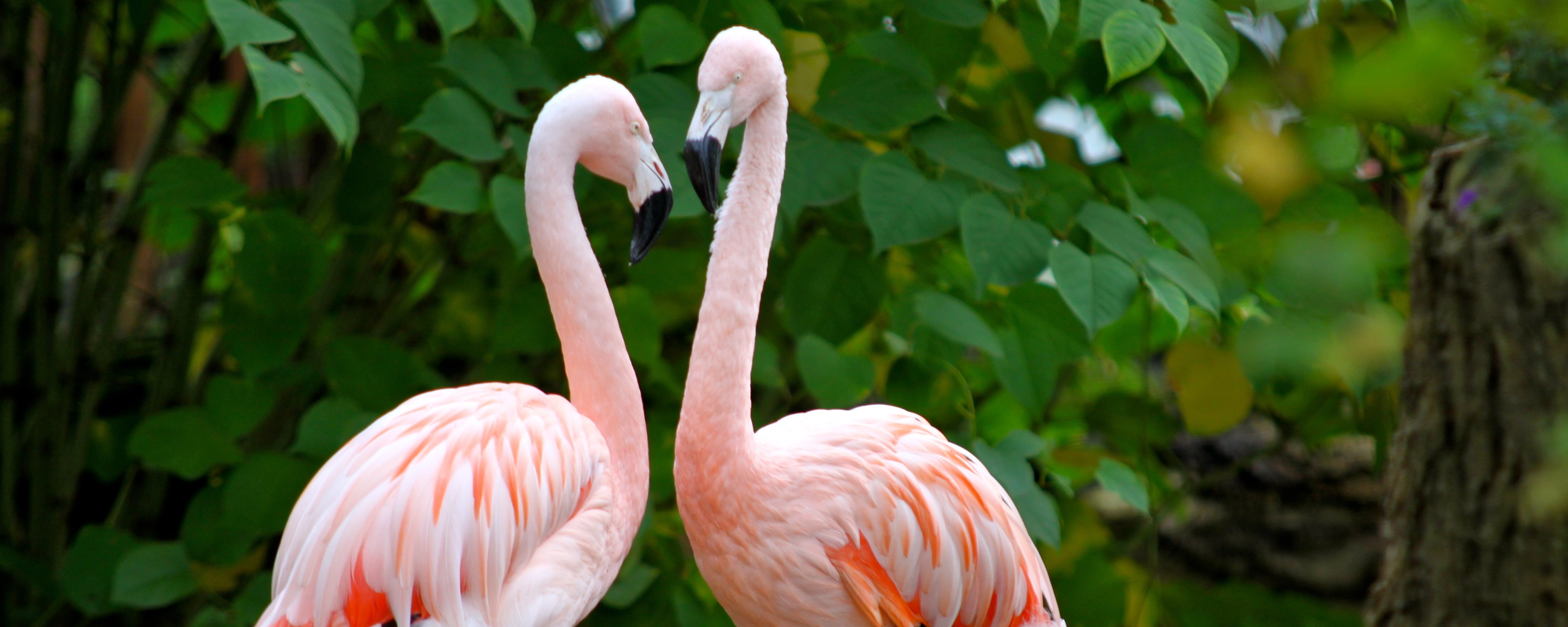 Zwei Flamingos stehen sich gegenüber vor grünem Busch