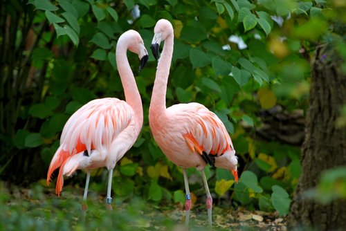Zwei Flamingos stehen sich gegenüber vor grünem Busch