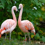 Zwei Flamingos stehen sich gegenüber vor grünem Busch