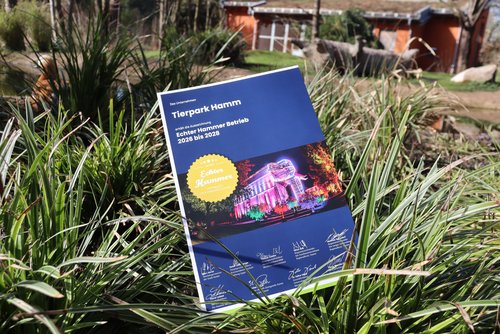 Urkunde "Echte Hammer" liegt im Gras vor der Lemureninsel