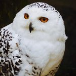 Weibliche Schneeeule Kopf