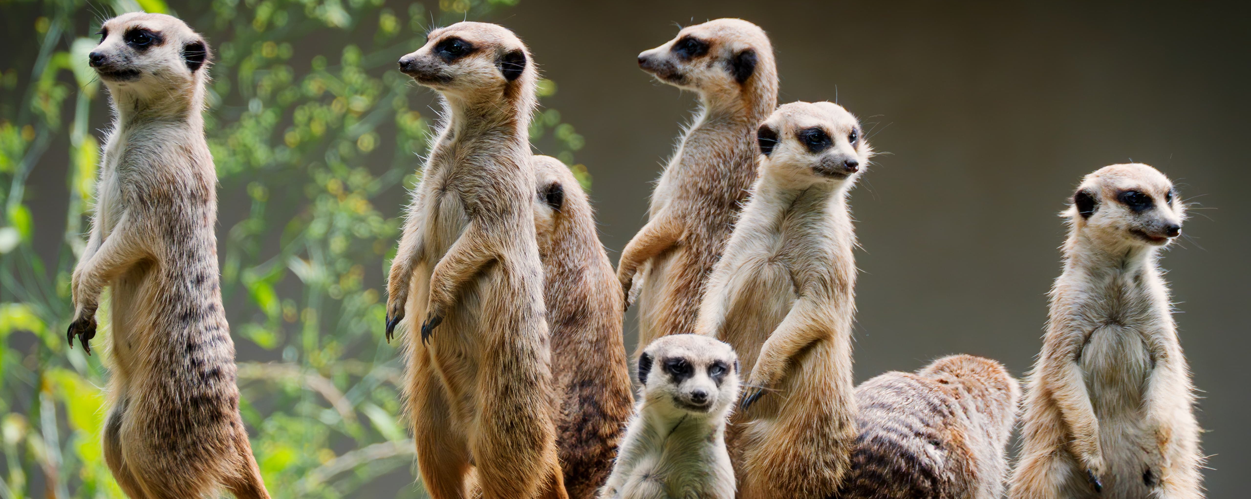 Erdmännchen Familie