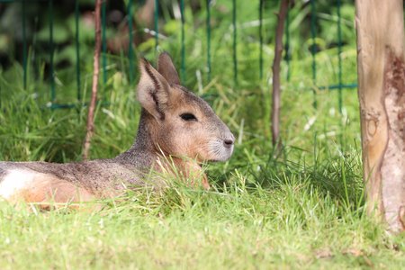Große Mara liegt im Gras