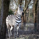 Zebra steht auf einem Hügel vor einigen kahlen Bäumen