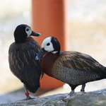 Zwei Witwenpfeifgänse hintereinander auf einem Stein