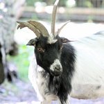 Vierhornziege mit weißem Fell und großen Hörnern