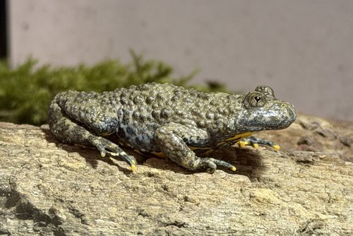 Gelbbauchunke sitzt auf Stein